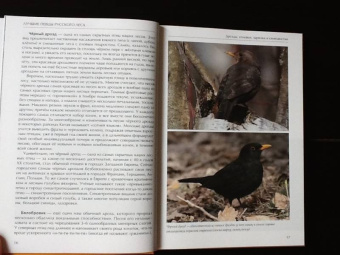 Константин Михайлов: Лесные птицы России