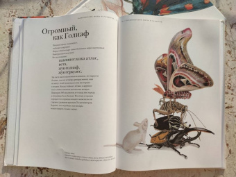 Барт Россел: Поразительные насекомые. Книга про подземных математиков, мастеров блефа, дружных кочевников, зомби