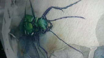 Франсуа Лассерр: Музей живых насекомых