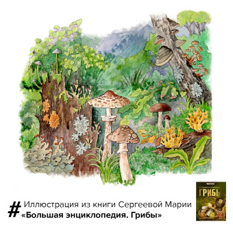 Мария Сергеева: Грибы. Большая энциклопедия