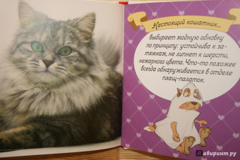 Евгения Гюнтер: Котики