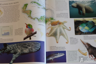 Бамбарадения, Вудрафф, Гинзберг: Животный мир. Иллюстрированный атлас