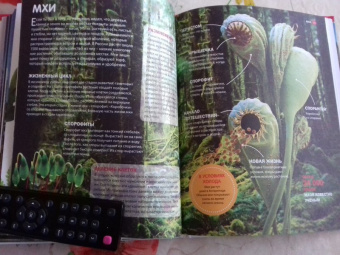 Горы, леса и растительный мир