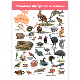 Комплект плакатов. Животные мира