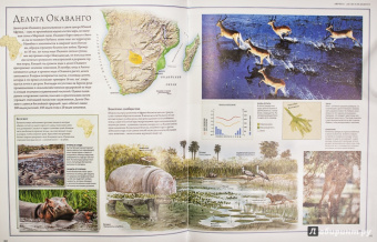 Бамбарадения, Вудрафф, Гинзберг: Животный мир. Иллюстрированный атлас