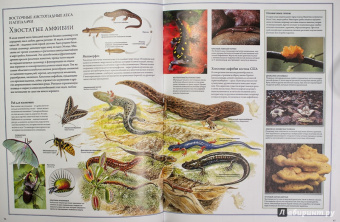 Бамбарадения, Вудрафф, Гинзберг: Животный мир. Иллюстрированный атлас