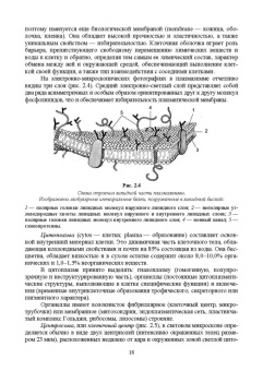 Зеленевский, Зеленевский, Щипакин: Анатомия и физиология сельскохозяйственных животных. Учебник для СПО