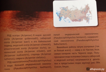 Дикие животные России