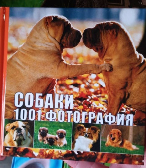 Собаки. 1001 фотография