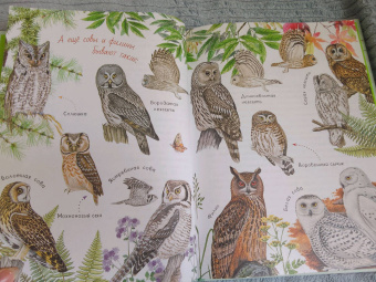 Николай Сладков: Лесные сказки