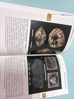 Шмаков, Дадыкин, Верлатова: Ископаемые Московского региона. Атлас-определитель