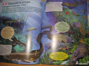 Кармен Родригес: Животные морей и океанов