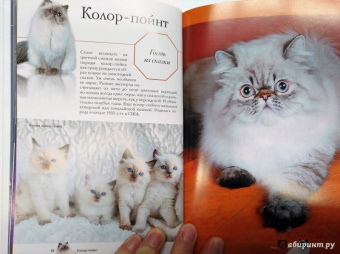 Николай Непомнящий: Все о кошках