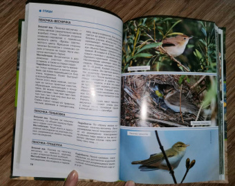 Владимир Бабенко: Животные рядом с нами