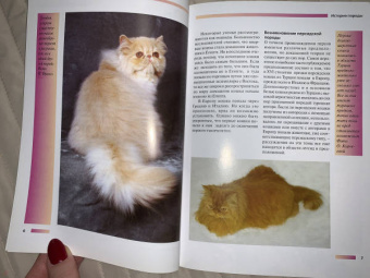 Доминик Кизельбах: Персидская кошка. Содержание и уход