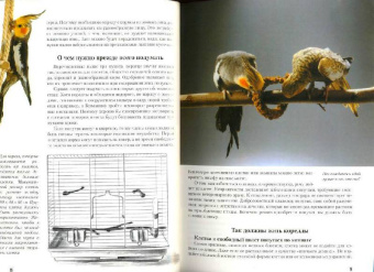 Курт Колар: Кореллы. Содержание и уход