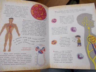 Вера Иванова: Как устроен человек?