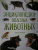 Сэми Бэйли: Энциклопедия опасных животных