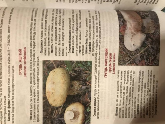 Иван Куреннов: Грибы. Полная иллюстрированная энциклопедия