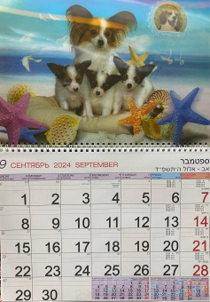 Календарь Стерео на 2025-2026 год: Собачки на пляже