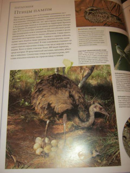 Бамбарадения, Вудрафф, Гинзберг: Животный мир. Иллюстрированный атлас