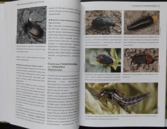Александр Просвиров: Атлас жуков средней полосы России