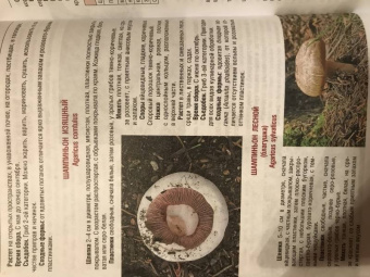 Иван Куреннов: Грибы. Полная иллюстрированная энциклопедия