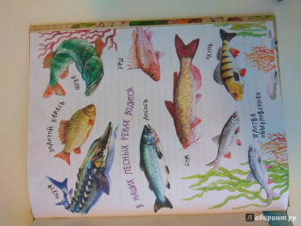 Николай Сладков: Лесные сказки