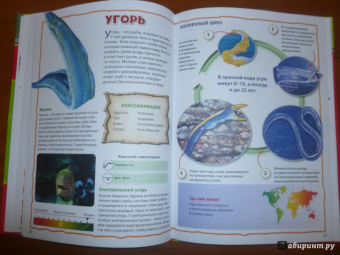 Моя первая книга о животных