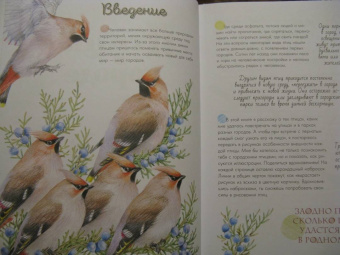Наталья Габеева: Птицы в городе