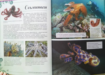 Вячеслав Ликсо: Большая книга о подводном мире. 1001 фотография