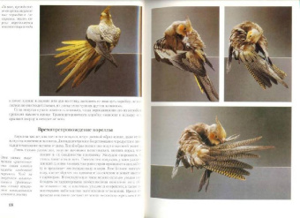 Курт Колар: Кореллы. Содержание и уход