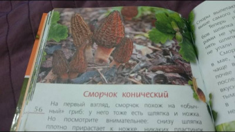 Петр Волцит: Ягоды и грибы