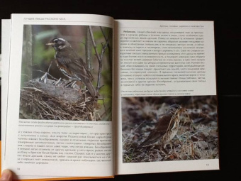 Константин Михайлов: Лесные птицы России