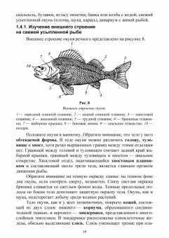 Гизатуллина, Макарова, Чернышова: Позвоночные животные. Учебное пособие