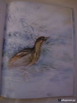 Игорь Шляпка: Весенний завтрак у Моховой Бабушки