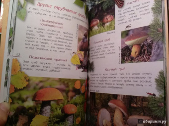 Петр Волцит: Ягоды и грибы