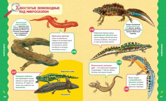 Лиза Лупано: Животные