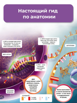 Клэр Хибберт: Тело человека