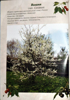 Маневич, Маневич: Иллюстрированный гербарий