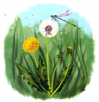 Марина Левина: Имена цветов