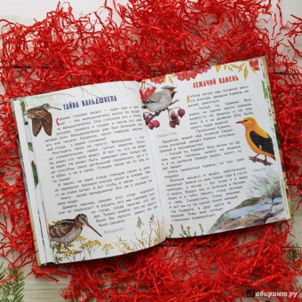 Николай Сладков: Лесные сказки