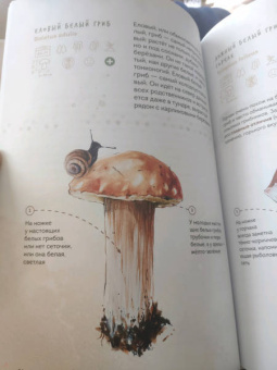 Михаил Вишневский: Грибы. Атлас-определитель