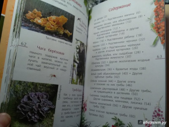 Петр Волцит: Ягоды и грибы