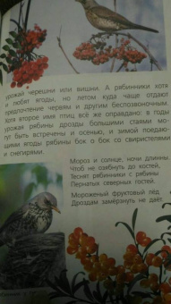 Василий Вишневский: Наши птицы. Определитель для детей