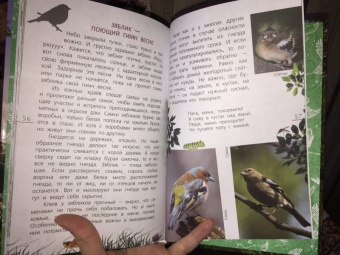 Василий Вишневский: Наши птицы. Определитель для детей