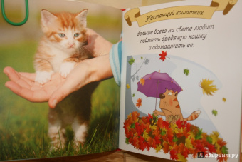 Евгения Гюнтер: Котики