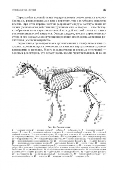 Зеленевский, Зеленевский, Щипакин: Анатомия животных. Соматические системы. Практикум. Учебное пособие для вузов