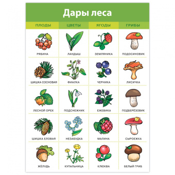 Комплект плакатов. Живая природа (4019)