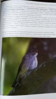 Константин Михайлов: Лесные птицы России